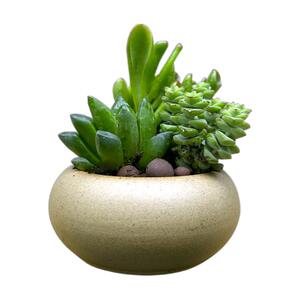 名贵多肉植物组合盆栽绿植花卉肉肉带盆好养精品老桩仙人球九尾狐