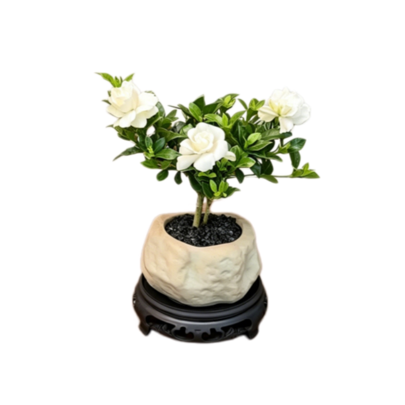 Mini栀子花 •寿星花香工位办公室桌面室内盆栽绿植花卉好养植物