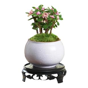 金枝玉叶盆栽棒棒糖老桩多肉植物盆景水培办公室桌面花卉小绿植