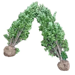 丛生北海道大叶黄杨树苗工程绿化四季常青不落叶适用篱笆围墙庭院