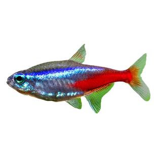 红绿灯鱼新日光灯霓虹灯鱼宝莲灯红鼻剪刀群游新手入门观赏鱼活体