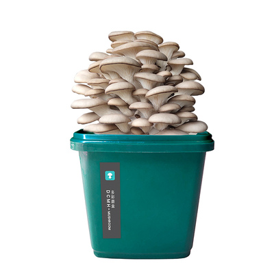 平菇种蘑菇菌包室内袋食用菌种