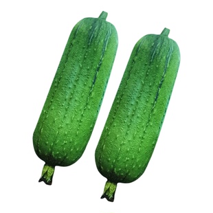 短棒肉丝瓜种子果肉紧味甜水瓜种籽短筒玉如意668正品春秋 菜种孑