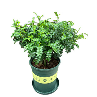 清香木盆栽室内客厅四季常青驱蚊植物办公桌面木本花卉胡椒木