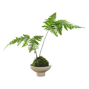 红磷蕨水培植物盆栽室内耐阴桌面四季好养一叶蕨盆景苔藓球绿植