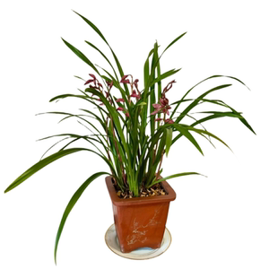 墨兰兰花苗盆栽带花苞发货精品名贵花卉绿植物室内四季好养活企黑