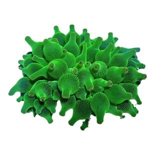 【鱼乐生活】海葵软体珊瑚荧光绿奶嘴红奶嘴地毯葵紫点白葵海水缸