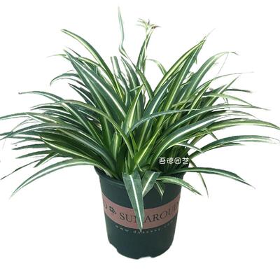 大盆金心吊兰绿植花卉省事好养活