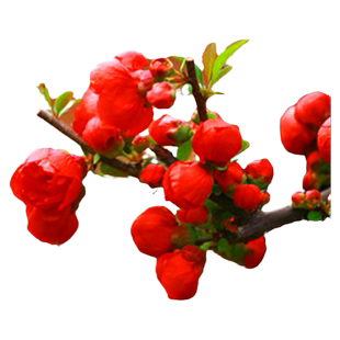 日本长寿冠海棠绿色铁杆海棠北美结果海棠庭院阳台耐寒花卉满包邮