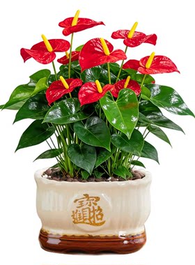 红掌盆栽招财旺宅桌面盆景禅意