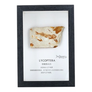 三叶虫化石狼鳍鱼牙齿菊石摆件古生物标本原石头摆台科普收藏礼物