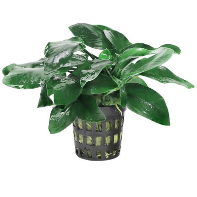 鱼缸水草植物造景摆件全套