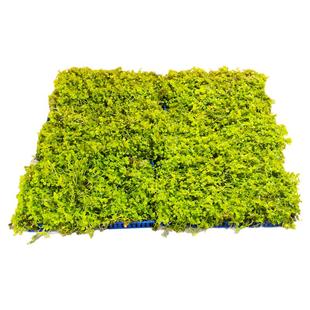 鱼缸造景水草爬地矮珍珠活体前景草趴地迷你矮日本矮新手水下植物