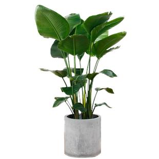 天堂鸟绿植盆栽客厅办公室内大型旺宅大叶植物四季花卉除甲醛花卉