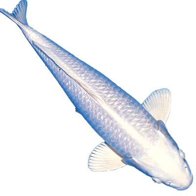 顺丰锦鲤金鱼活鱼冷水淡水好养耐活鱼苗观赏鱼红白三色黄金