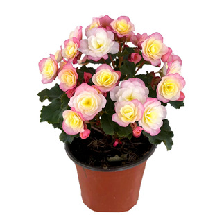 丽格海棠重瓣大花带花苞盆栽开花不断玫瑰玻璃海棠年宵花盆景