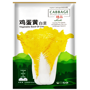 鸡蛋黄大白菜种子好吃黄心高产耐寒正宗老品种白菜种籽北京小杂56