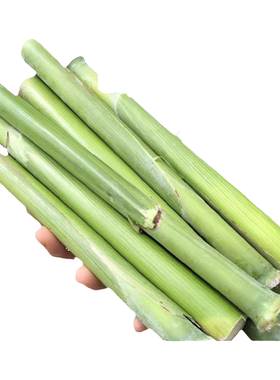 甜高粱杆种籽超甜芦粟小甘蔗