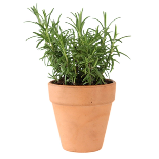 8种迷迭香直立阔叶匍匐粉花白花澳洲香草盆栽西餐牛排香料好养