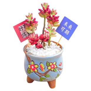 多肉植物室内小盆栽办公室内桌面仙人球幼儿园花卉绿植仙人掌礼物