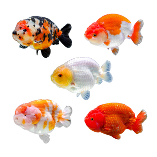 兰寿金鱼观赏鱼鱼缸纯种鱼苗金鱼小型鱼易存活淡水鱼好养冷水鱼