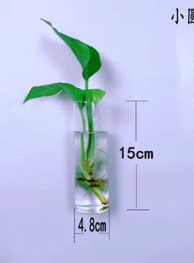 免打孔壁挂水培玻璃花瓶绿萝创意挂墙背景客厅墙面装饰家居饰品