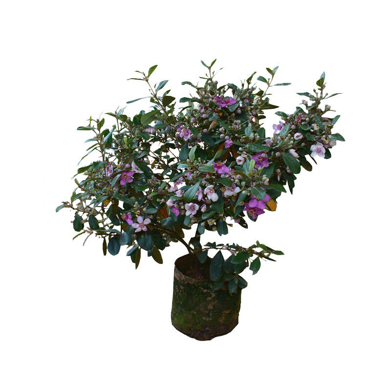 桃金娘山捻子树苗四季种植常青别墅庭院花树户外阳台绿化观赏盆栽