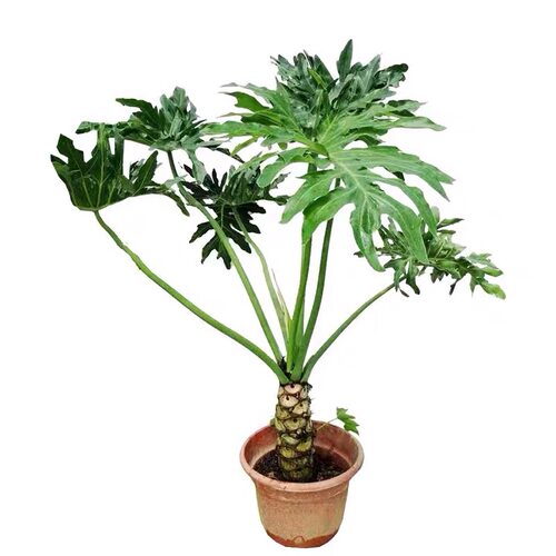 【龙鑫】老桩龙鳞春雨麒麟春羽盆栽高档室内大型绿植耐阴北京同城