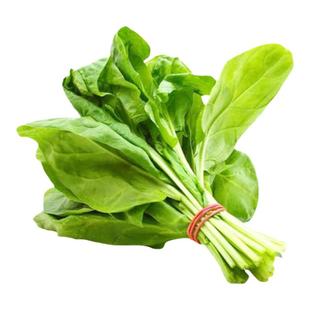 维罗弗莱菠菜种子清脆嫩叶沙拉早熟浓郁传家宝春秋室内阳台盆栽