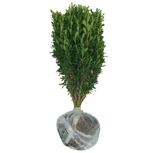 雀舌黄杨树苗球小叶黄杨球瓜子黄杨苗四季常青耐阴常绿庭院绿篱