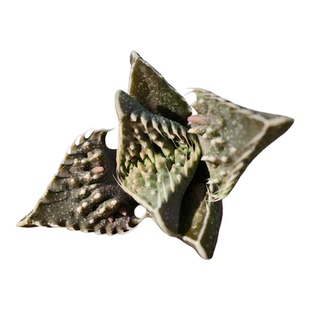 黄花深海妖怪怒涛多肉植物密刺番杏花卉绿植室内盆栽阳台四季好养