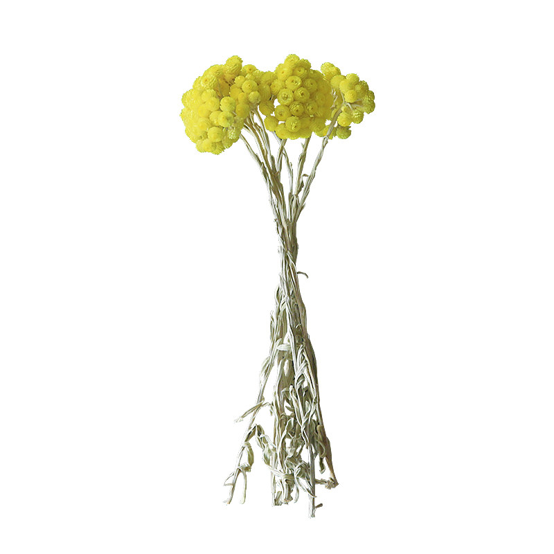 进口天然永生干花高级黄腊菊帝王