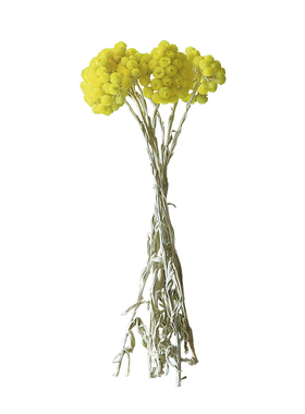 进口天然永生干花高级黄腊菊帝王