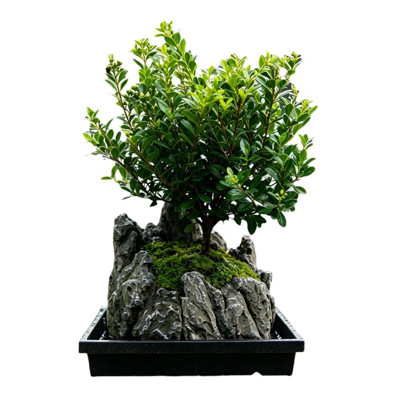 适合懒人养吸水石小叶赤楠盆栽植物室内桌面绿植小盆景四季好养