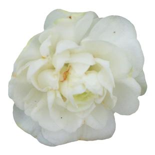 茶花凤仙花种子种籽子孑四季播种指甲花幼苗学生实验种植套餐