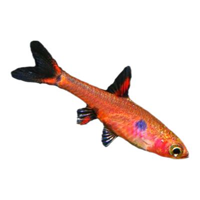 水族乡迷你小型群游灯科鱼