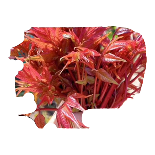 香椿树红油椿树苗盆栽地栽食用芽菜苗南方北方种植四季