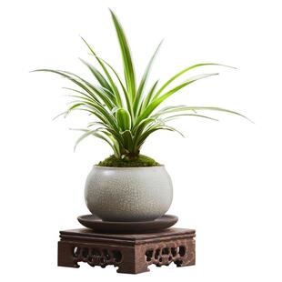 金边吊兰花禅意新中式茶室办公室内桌面观叶绿植盆景净化空气植物