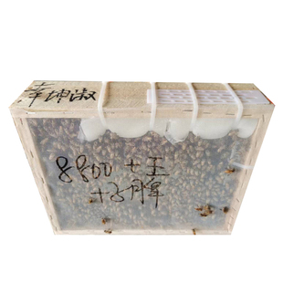 蜜蜂中蜂蜂群养殖中蜂带子脾带阿坝新开产蜂王中华土蜂笼蜂活蜂