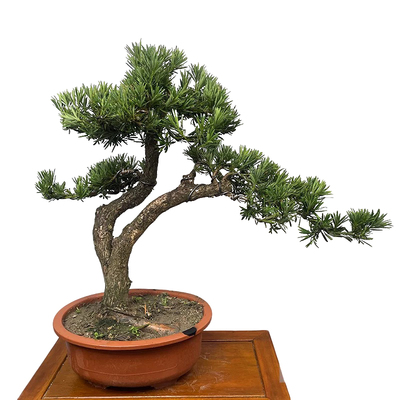 室外庭院阳台罗汉松盆栽迎客松