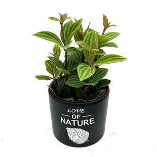 轮叶豆瓣绿盆栽白脉椒草室内办公易养护四季常青观植物北欧风耐阴