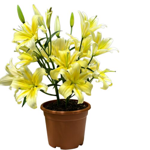 百合种球进口重瓣香水百合花卉室内外阳台盆栽植物四季好养