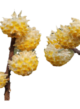 结香花盆栽花卉室内耐寒阳台植物