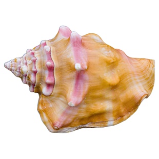 天然海螺贝壳胭脂螺玫瑰螺鱼缸造景装饰送人礼物收藏工艺品摆饰