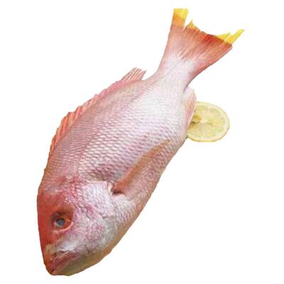 现切真鲷刺身日料冰鲜现切