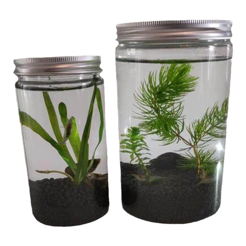 科学生态瓶微景观鱼缸小虾水草植物迷你小型造景DIY材料学生作业