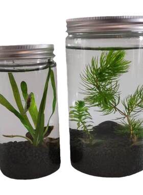 科学生态瓶微景观小型造景植物虾