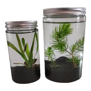 科学生态瓶微景观鱼缸小虾水草植物迷你小型造景DIY材料学生作业