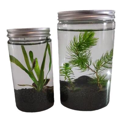 科学生态瓶微景观小型造景植物虾
