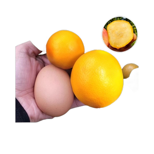 融安脆蜜金桔树树苗四季广西脆皮可食用果树第三代树苗水果苗盆栽